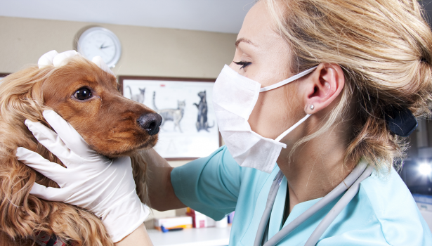 Dentist, veterinarians and x-ray center radiation protection
